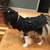 Winter coat for small dogs 1 thumbnail