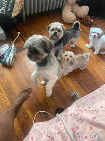 Shitzu for sale  650 (Brooklyn)63866980062081121