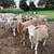 Katahdin Lambs 7 thumbnail