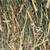 ***2nd Eastern Alfalfa ***Alfalfa OverStock Sale Beautiful 4 thumbnail