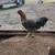 Young Rooster 2 thumbnail