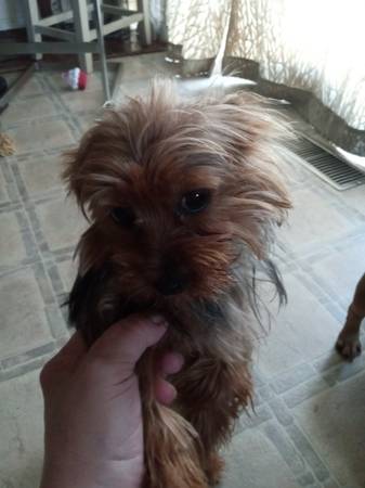 Yorkie hembra (Waukegan)63844235593859121