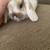 Lop bunnies 5 thumbnail