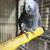 Talking parrot Bird Grey 2 thumbnail