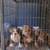 American Bully pups 3 thumbnail