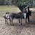 Miniature Mediterranean Donkeys for sale 7 thumbnail
