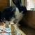 Rabbits 7 thumbnail