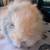 Lionhead Angora Bunny 3 thumbnail
