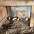 Hen with 7 chicks 1 thumbnail