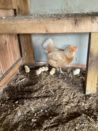 Hen with 7 chicks 1