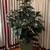 Faux Rubber Tree in Ceramic Pot 1 thumbnail