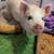 Multiple Pigs 2 thumbnail