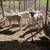 Sheep 5 thumbnail