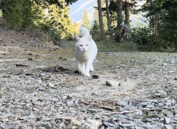 LOST WHITE CAT WITH BOBBED TAIL584704207839580161