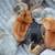 Chicks 14 thumbnail
