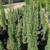 Italian Cypress 17 thumbnail