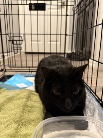 lost cat needs home63967288409218121