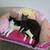 free friendly cats 1 thumbnail