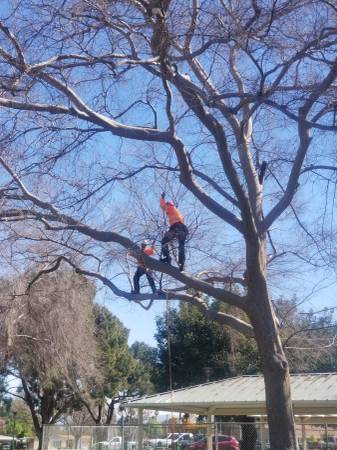 Tree Trimmer Climber- West Coast Arborists, Inc. 1