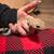 Leopard geckos 1 thumbnail