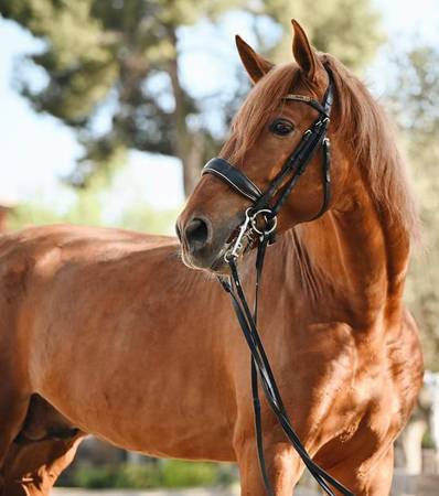 HORSE FARM ASSISTANT 1
