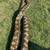 Female Normal Reticulated Python +/- 18f 2 thumbnail