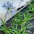 Agapanthus Plants (Potted) 2 thumbnail