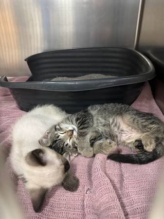 Kittens 1