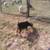 Nigerian Dwarf goats. kids 4 thumbnail