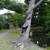 Commercial / residential tree removal / stump grinding 4 thumbnail