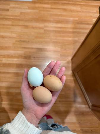 Laying hens 1