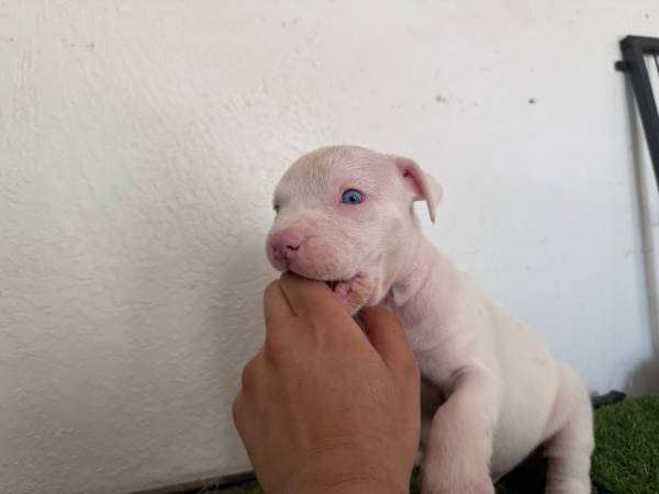 Cachorros pocket bully en adopción (Visalia)63873027386113123