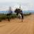 10 Year Old Pinto/Paint Gelding. 4 thumbnail
