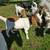 Boer bucklings 4 thumbnail