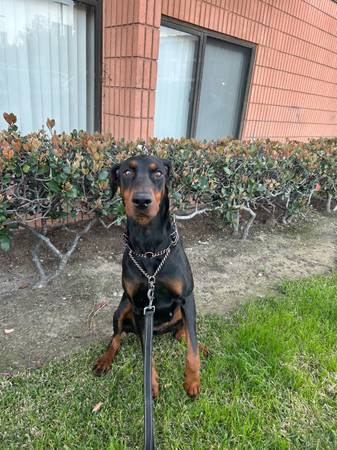 Dóberman de 2.5 años (Los Ángeles)63621151771649122