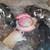 Purebred Kunekune piglets 6 thumbnail