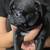 Pugs 2 thumbnail