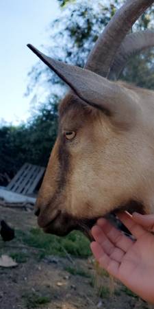 Iso goats for brush clearing 1