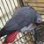 African grey breeding male 1 thumbnail