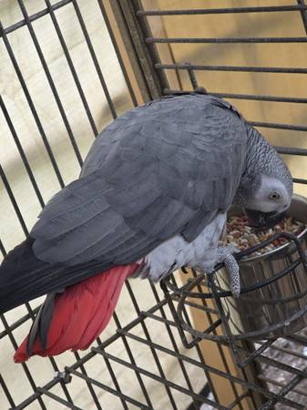 African grey breeding male 1