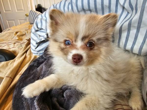 Miniatura de juguete Pomerania (Nueva Orleans)63348364778243121