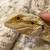 Bearded dragon(adult) - located in Aurora IL 4 thumbnail