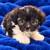 Shih tzu boy 3 thumbnail