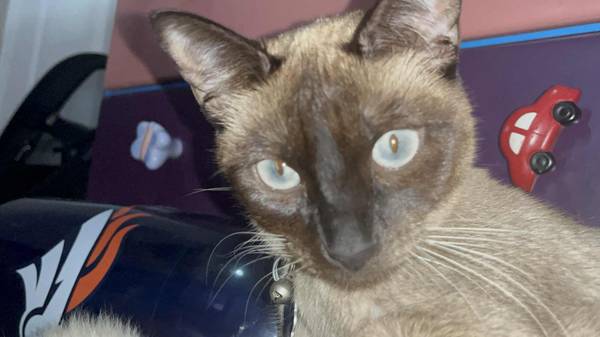 Silver Siamese kittens (Denver)63921243330050120