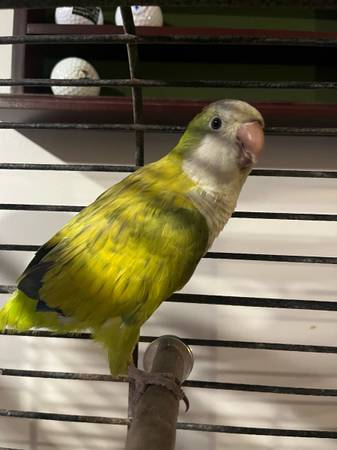 Quaker Parrot (Cullman)63501294341891121