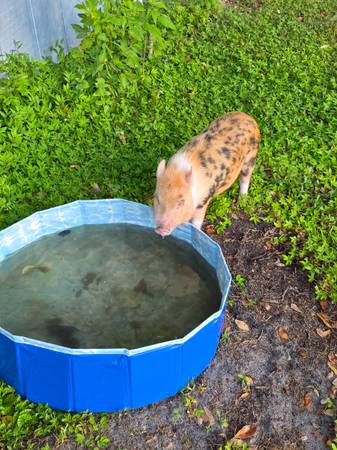 Mini Pig Buscando un nuevo hogar lo antes posible (Leesburg)63861782332163122
