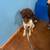 Rehoming springer spaniel poodle mix 2 thumbnail