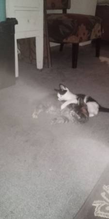Kittens need homes (Marysville)63853464652417120