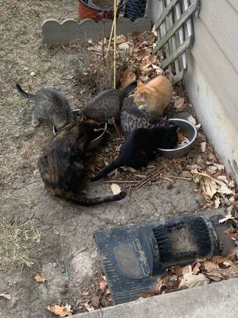Free outdoor kittens 1