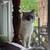 Siamese Cat 1 thumbnail
